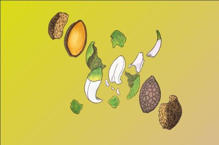 Деформация семян механического характера