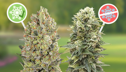 1629289635844.png 1629289635844.png