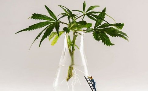 Выращивание автоцветов на стадии вегетации