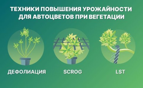 Техники контроля роста и повышения урожайности автоцветов