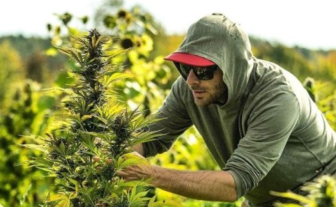 Выращивание автоцветов на стадии цветения