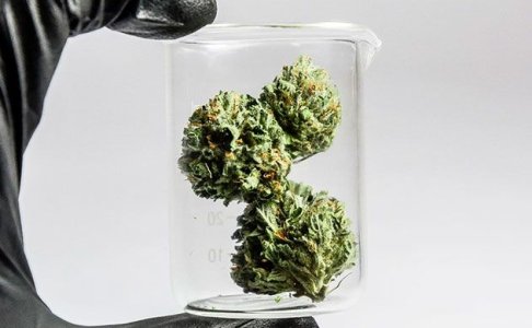 Как правильно хранить коноплю