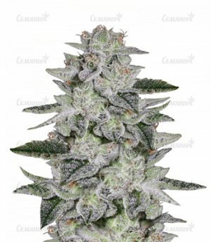 1673462041627.png 1673462041627.png