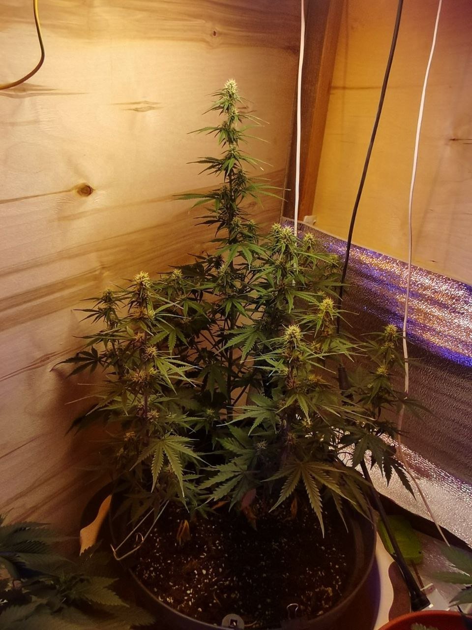 49 — копия.jpg