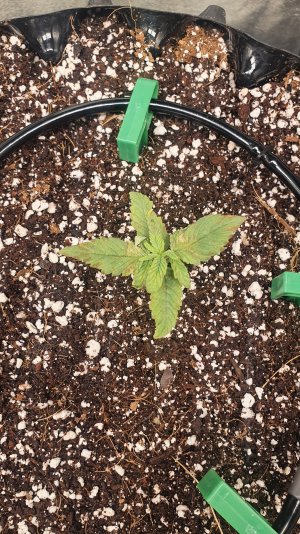 20230106_224616.jpg 20230106_224616.jpg