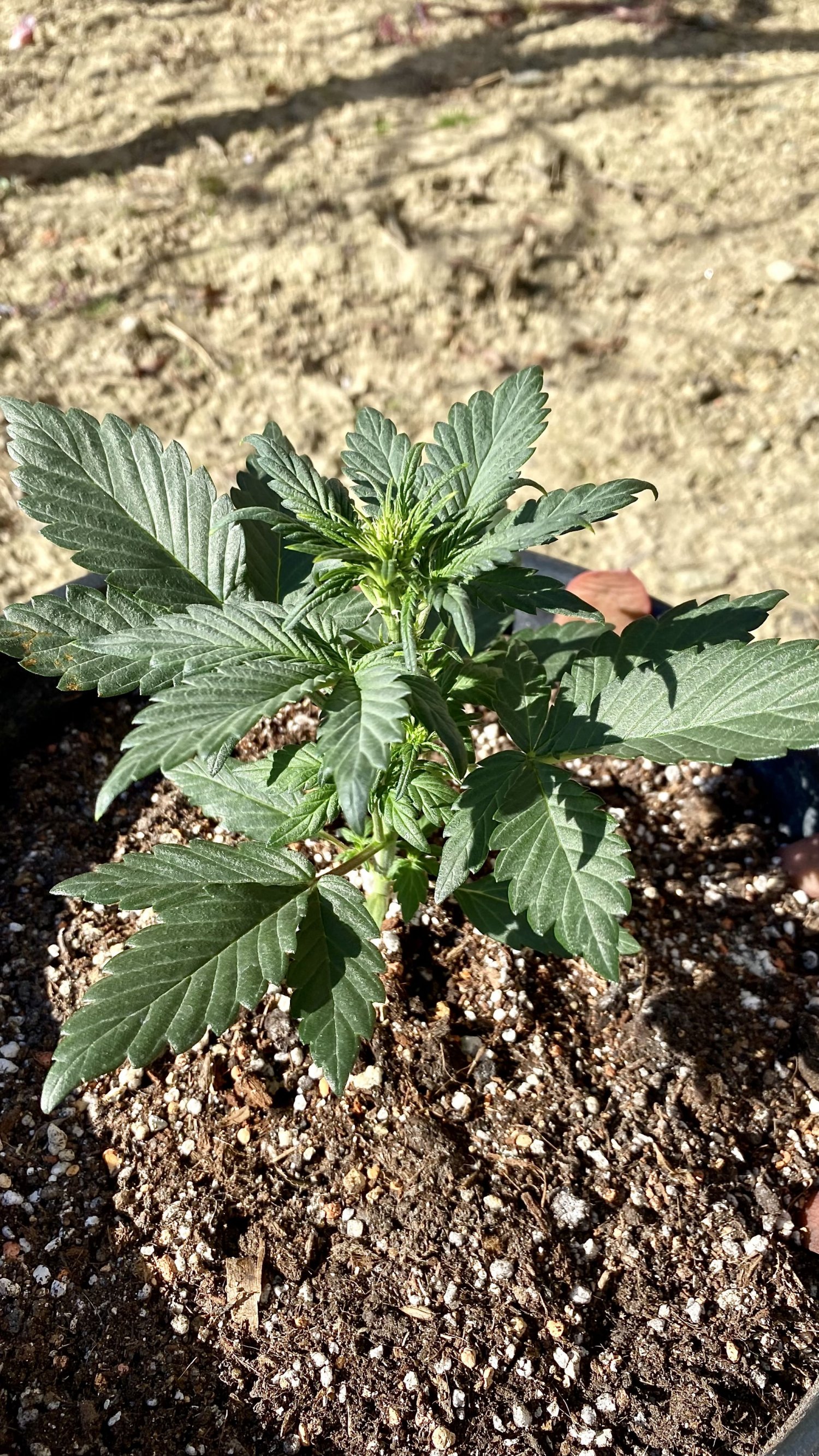 2CC72327-DA1A-4F61-A238-C3BF3804AFB4.jpeg 2CC72327-DA1A-4F61-A238-C3BF3804AFB4.jpeg