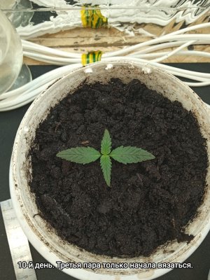 IMG_20230123_133358.jpg IMG_20230123_133358.jpg