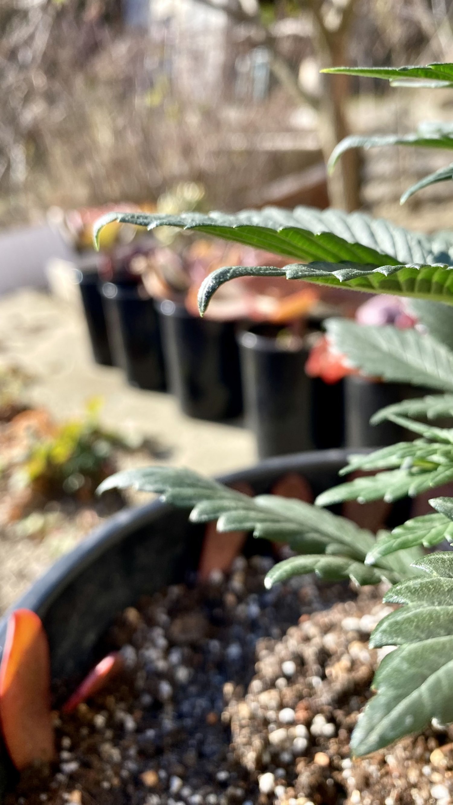 EB1F0C02-566A-421D-AA5F-0CAABDEB6D5A.jpeg EB1F0C02-566A-421D-AA5F-0CAABDEB6D5A.jpeg