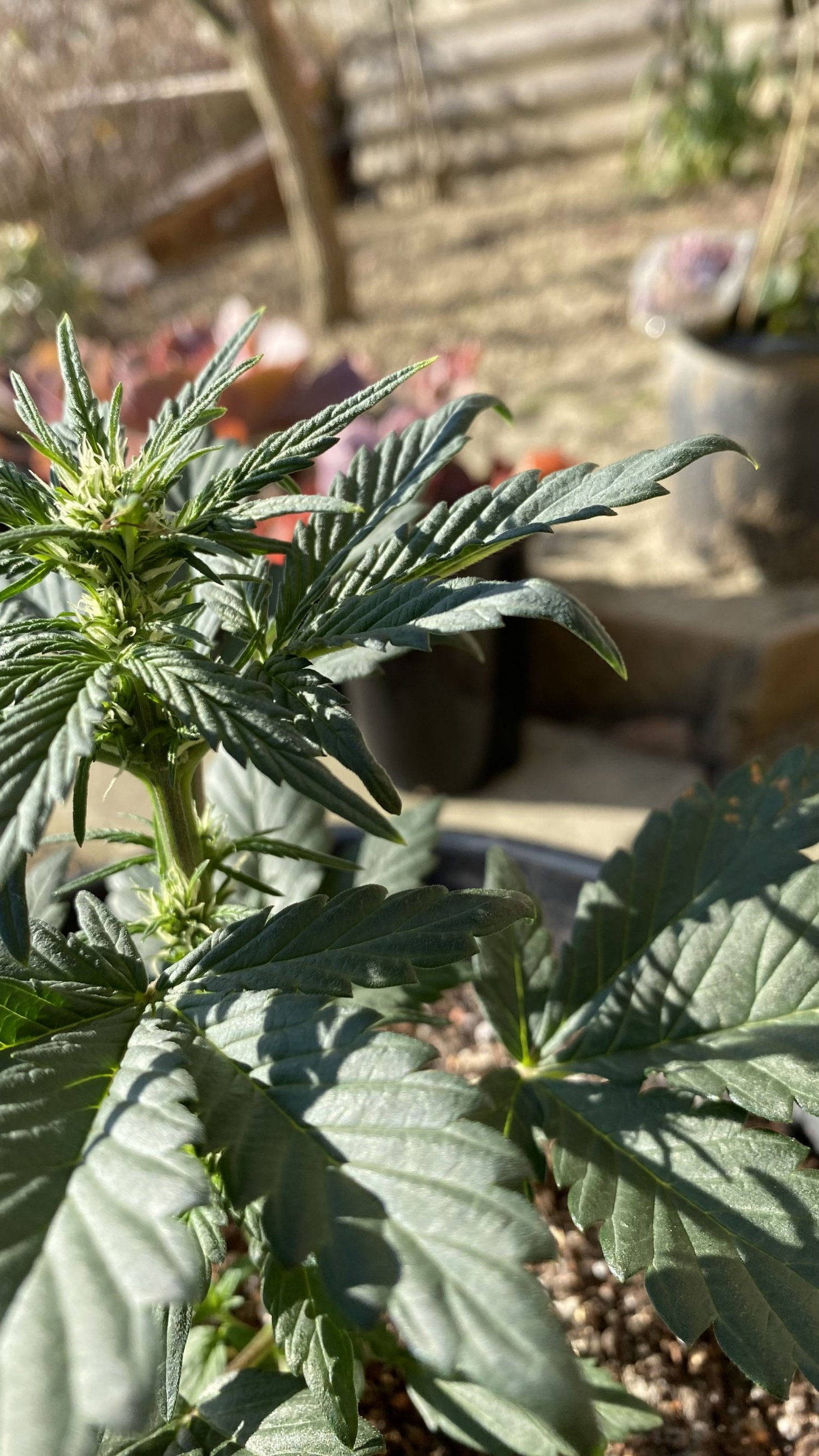 91C1FD36-6180-48A9-9A3B-2FEEEC5C3F84.jpeg 91C1FD36-6180-48A9-9A3B-2FEEEC5C3F84.jpeg