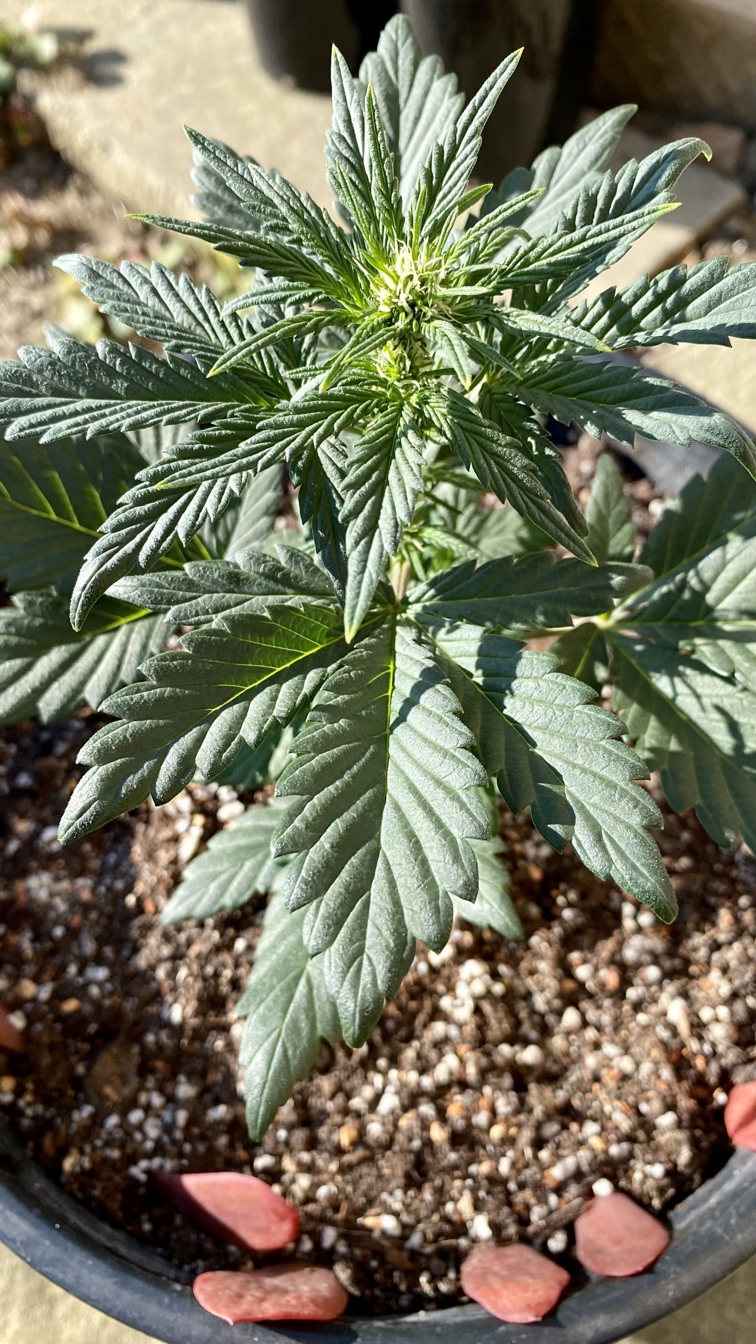 9215845D-6D24-446C-90F6-F0915F591E99.jpeg 9215845D-6D24-446C-90F6-F0915F591E99.jpeg