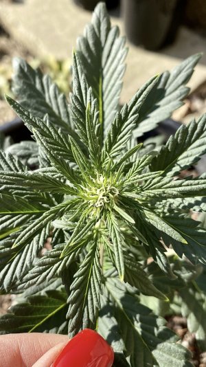 FB7A3786-B6F5-43EE-912B-2EFB079EAFA5.jpeg FB7A3786-B6F5-43EE-912B-2EFB079EAFA5.jpeg