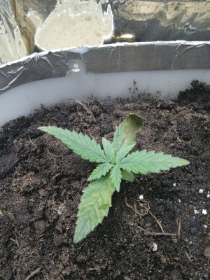 IMG_20230128_080237.jpg IMG_20230128_080237.jpg