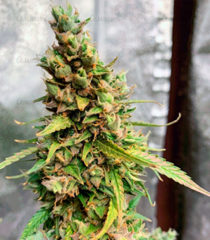 1674905425876.png 1674905425876.png