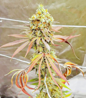 1674905433023.png 1674905433023.png