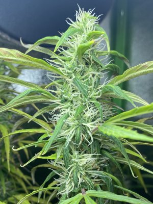 8AA912BF-F434-44EE-AD2D-1B3475DF8BC3.jpeg 8AA912BF-F434-44EE-AD2D-1B3475DF8BC3.jpeg