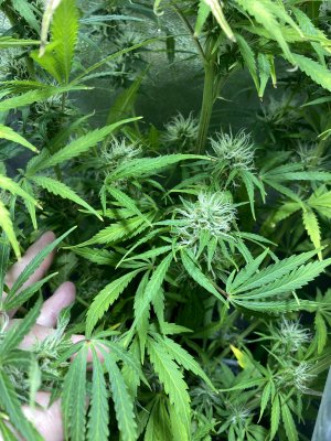 1DB12104-CDC0-4685-A1CF-7E496422E713.jpeg 1DB12104-CDC0-4685-A1CF-7E496422E713.jpeg