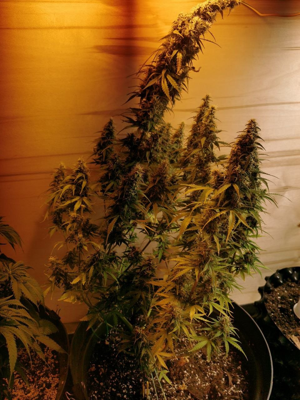 78 — копия.jpg