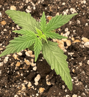 1676473699116.png 1676473699116.png