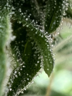 ED48AE9B-38C5-473D-84F4-7B107AFFFEFD.jpeg ED48AE9B-38C5-473D-84F4-7B107AFFFEFD.jpeg