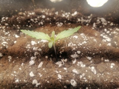 IMG_20230217_182310.jpg IMG_20230217_182310.jpg