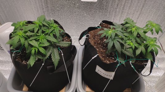 IMG_20230218_184525.jpg IMG_20230218_184525.jpg