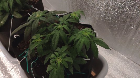 IMG_20230219_145213.jpg IMG_20230219_145213.jpg