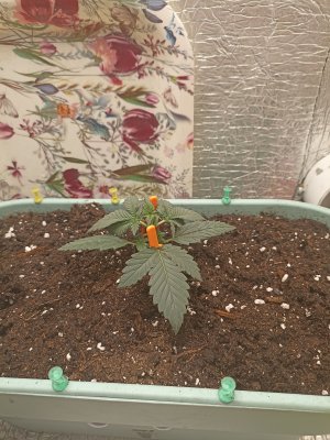 IMG_20230219_234414.jpg IMG_20230219_234414.jpg