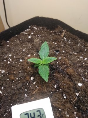 IMG_20230220_061441.jpg IMG_20230220_061441.jpg