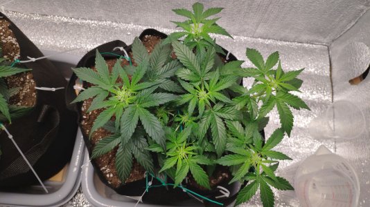 IMG_20230220_205842.jpg IMG_20230220_205842.jpg