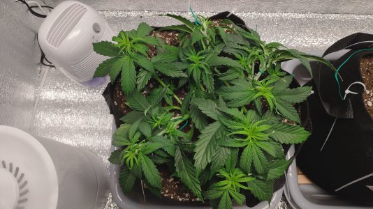 IMG_20230221_185448.jpg IMG_20230221_185448.jpg