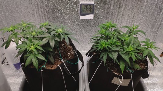 IMG_20230222_201046.jpg IMG_20230222_201046.jpg