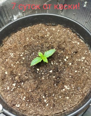 Screenshot_2023-02-21-16-46-00-369_com.miui.gallery-edit.jpg Screenshot_2023-02-21-16-46-00-369_com.miui.gallery-edit.jpg