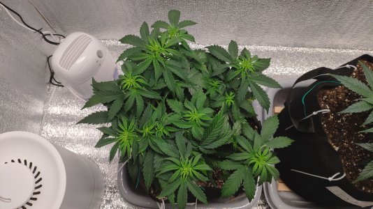 IMG_20230224_180838.jpg IMG_20230224_180838.jpg