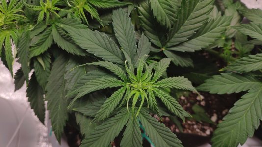 IMG_20230224_180857.jpg IMG_20230224_180857.jpg