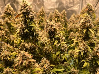 12E67D35-C1B9-455A-90C2-D676700E215D.jpeg 12E67D35-C1B9-455A-90C2-D676700E215D.jpeg