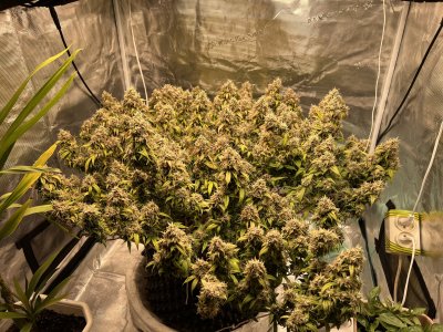 CD01CCA6-2717-4986-885F-7D3996D03131.jpeg CD01CCA6-2717-4986-885F-7D3996D03131.jpeg