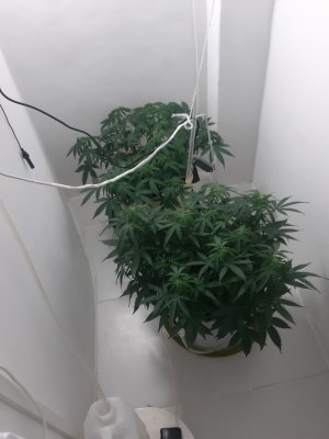 20230302_070246.jpg 20230302_070246.jpg