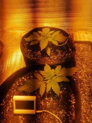 IMG_20230226_221234.jpg IMG_20230226_221234.jpg