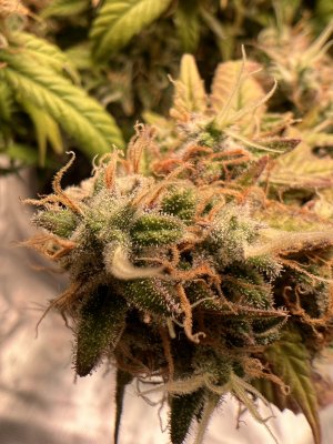 FE17BFA4-9D9C-4E97-9EE0-B3C6178C0133.jpeg FE17BFA4-9D9C-4E97-9EE0-B3C6178C0133.jpeg