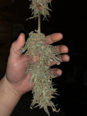 IMG_8051.JPG IMG_8051.JPG