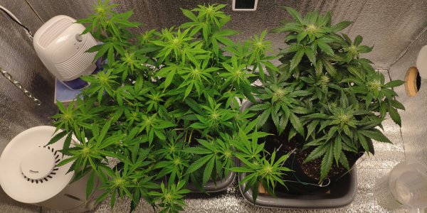 IMG_20230306_182428.jpg IMG_20230306_182428.jpg