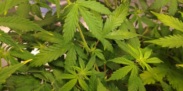 IMG_20230306_182225.jpg IMG_20230306_182225.jpg