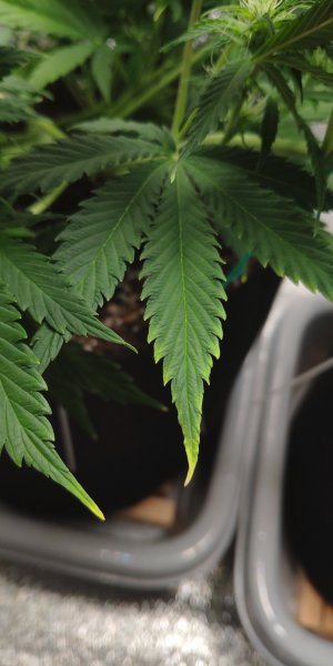 IMG_20230306_183312.jpg IMG_20230306_183312.jpg