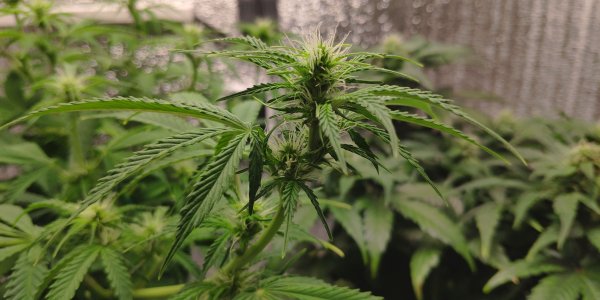 IMG_20230306_182619.jpg IMG_20230306_182619.jpg