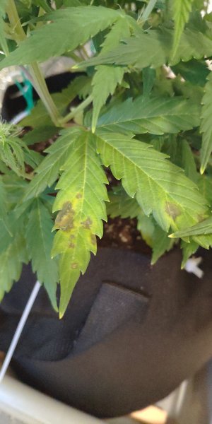 IMG_20230307_152056.jpg IMG_20230307_152056.jpg