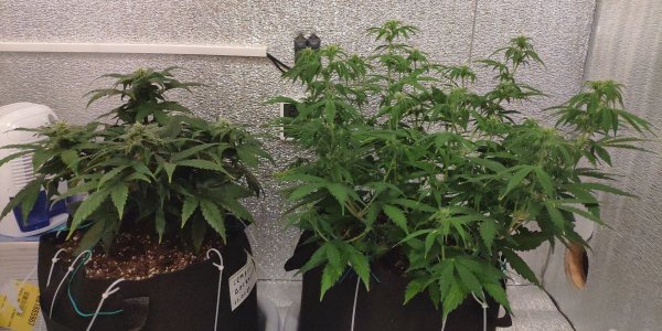 IMG_20230307_163425.jpg IMG_20230307_163425.jpg