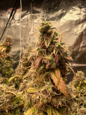 D9DF359A-A28E-4AB9-8923-8ED1244959FB.jpeg D9DF359A-A28E-4AB9-8923-8ED1244959FB.jpeg