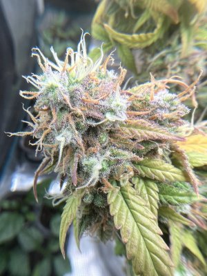 F09D138C-A577-49E4-A89E-3D9FE16E396C.jpeg F09D138C-A577-49E4-A89E-3D9FE16E396C.jpeg