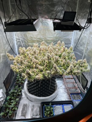 94CA4584-CEB1-41D1-8B54-ABCD25E8189F.jpeg 94CA4584-CEB1-41D1-8B54-ABCD25E8189F.jpeg