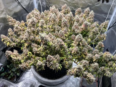 C7224FB8-177C-4DFB-A345-F3737BB6139C.jpeg C7224FB8-177C-4DFB-A345-F3737BB6139C.jpeg